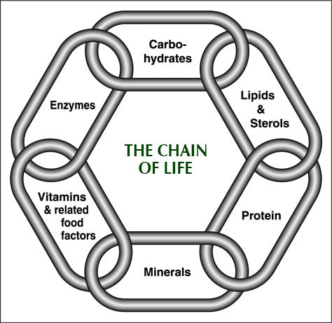 The Chain of Life